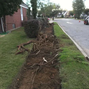 Sidewalk Tree Root Removal Suffolk County New York